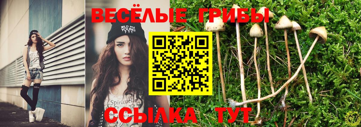 Псилоцибиновые грибы GOLDEN TEACHER Тамбов