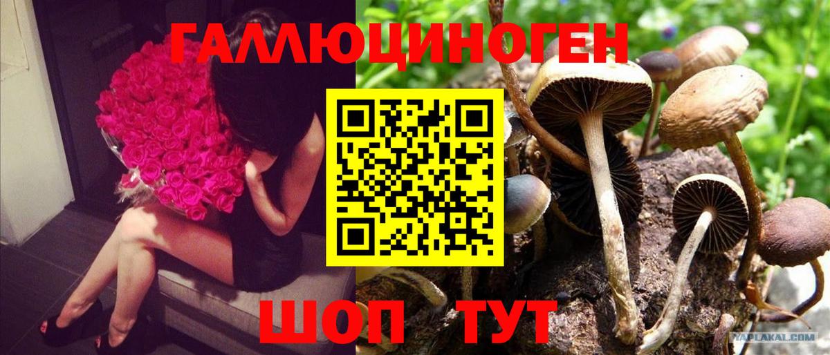 Галлюциногенные грибы ЛСД  Вход с VPN  Галлюциногенные грибы Psilocybine cubensis  Тамбов 